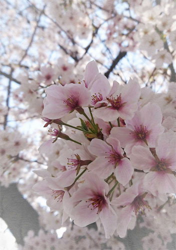 西川緑道公園　桜