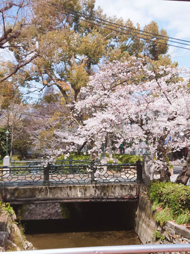 西川緑道公園　桜