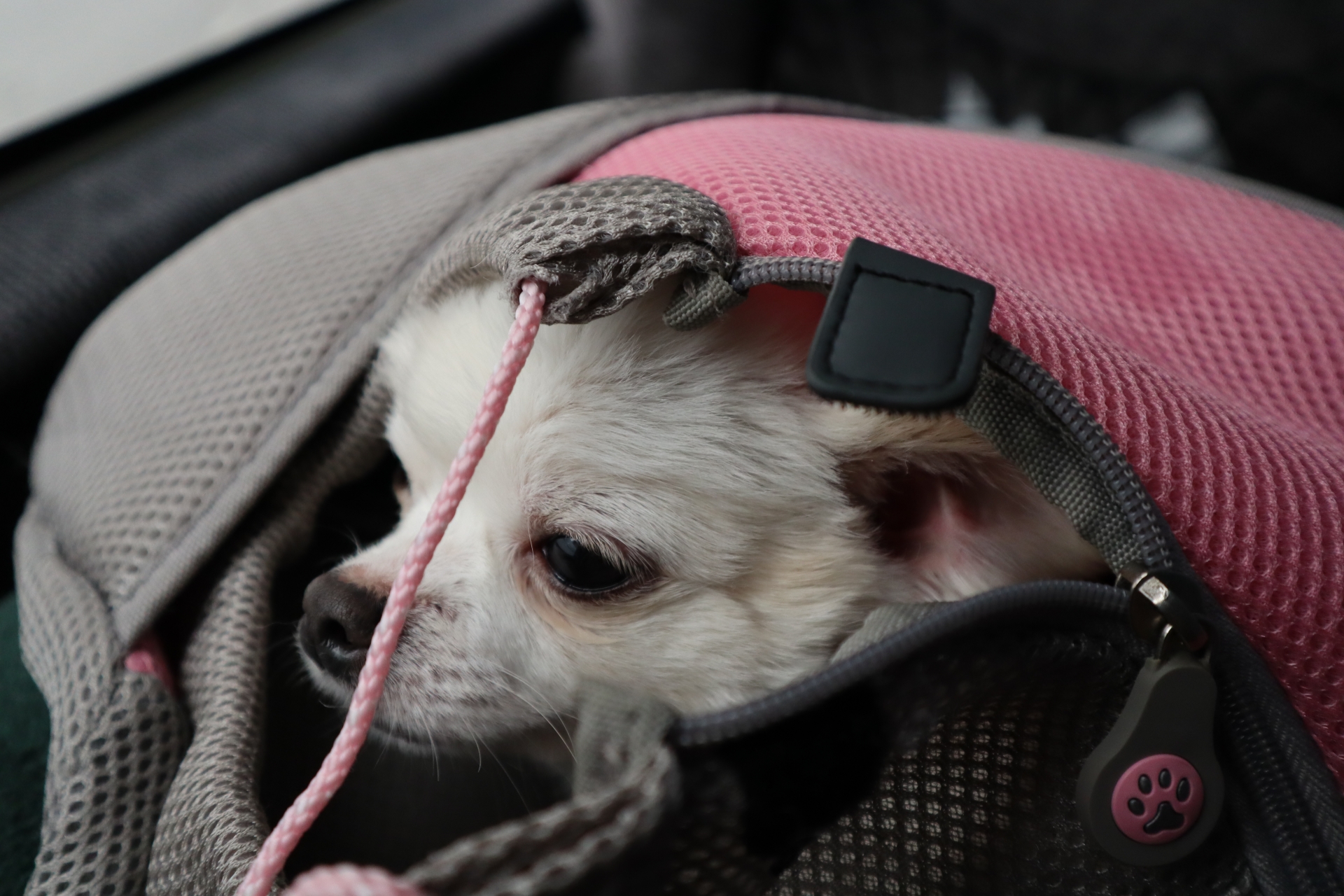 ペットと一緒に引っ越し 新幹線で小型犬を連れての長距離移動の準備